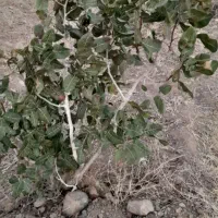 فروش زمین  با نهال پسته