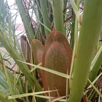 هرس کردن نخیلات