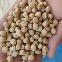 نخود درجه یک