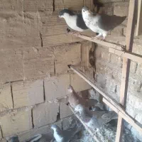 کبوتر درپرنده|پرنده|قم, باسکول|دیوار