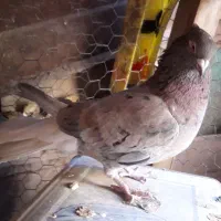 جفت سرور دم سفید