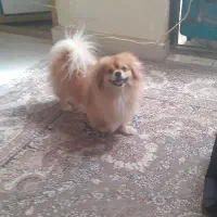 سگ پامر