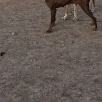 توله دوبر من نر