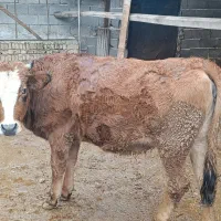 فروش گوساله دورگ ماده جوان|حیوانات مزرعه|بهشهر, |دیوار