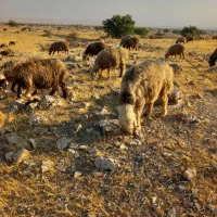 35 راس میش ترکی بختیاری آبستن