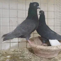 کبوتر دم سفید|پرنده|مشهد, شهرک امام هادی (شهرک غرب)|دیوار