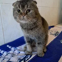 واگذاری گربه اسکاتیش گلد نر ۲ساله