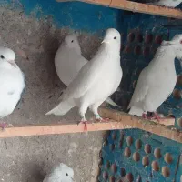 کفترغریبگیری پایتخت