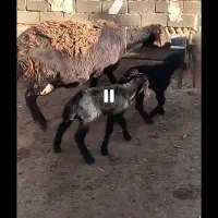 6راس میش زاییده افشار