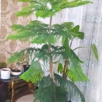 کاج مطبق پر و خوشگل با گلدون سرامیکی قیمت مناسب