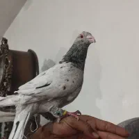 سار نر|پرنده|آشخانه, |دیوار