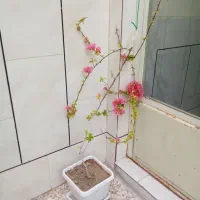 گلهای زیبا و شاداب