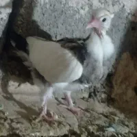 کبوتر|پرنده|پاپی, |دیوار