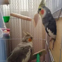 عروس هلندی جفت ( نر و ماده)
