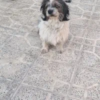 سگ خانگی بازیگوش|سگ|سنقر, |دیوار