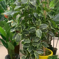 گل مصنوعی|گل مصنوعی|ری, ملک‌آباد|دیوار