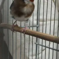 سهره دو ساله نر