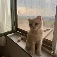 گربه اسگاتیش|گربه|ری, علایین|دیوار