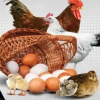 فروش مرغ و خروس محلی