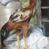 خروس لاری 6ماهه بشرط