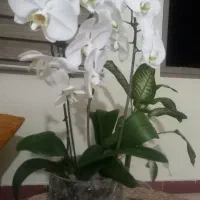 گل ارکیده دوشاخه