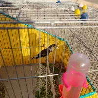 سیره دو رگه|پرنده|سنندج, |دیوار