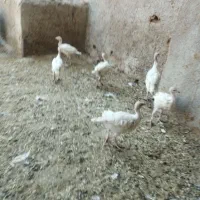 جوجه بوقلمون|حیوانات مزرعه|مرودشت, دولت آباد|دیوار