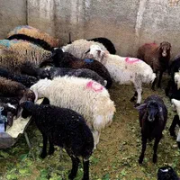50٪تخفیف فقط تاآخرهفته/گوسفند ضمانتی*زنده/خونی|حیوانات مزرعه|مشهد, عبادی|دیوار
