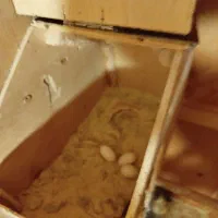 عروس هلندی با تخم|پرنده|نوشهر, |دیوار