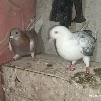 تکپر و دورگ کبوتر مال علی آباد|پرنده|خان ببین, |دیوار