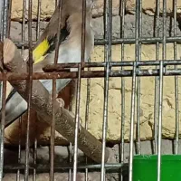 سهره|پرنده|اراک, |دیوار