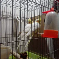 شکار یک فتح ۱۶