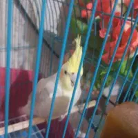 عروس هلندی دستی قیمت یک میلیون