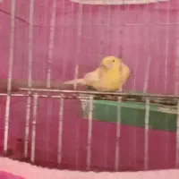 قناری زرد ماده