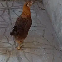مرغ بارو زرنگ خونگی اصل جوان