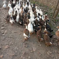 اردک بالغ سنگین مناسب کشتار و نگهداری