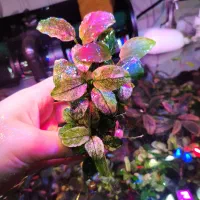 انوبیاس پینتو وایت