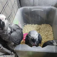 جوجه کاسکو سرلاکی سایز کینگ