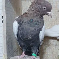 سینه دورنگ