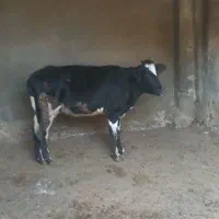 تلیسه