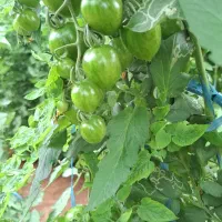 خانم و یا آقا افغانی جهت گلخانه