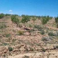 زمین باغی آماده کشت با حق آبه