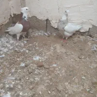 کبوترپرشی با۲جفت طوقی