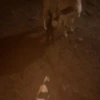 یک عدد بز زاییده دوقلو|حیوانات مزرعه|سبزوار, قصبه غربی|دیوار