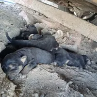 توله سگ ژرمن میکس