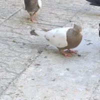 کبوتر رنگه  پشت کاکلی ساده سینه|پرنده|قوچان, |دیوار