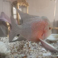 فلاور نر و ماده