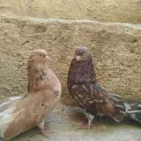 سرور|پرنده|کبودرآهنگ, |دیوار