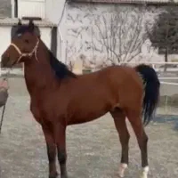 نریان عرب دره شور