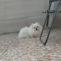 پامرانین ماده بالغ
